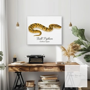 May include: A canvas print featuring a detailed illustration of a ball python. The snake is depicted in shades of brown and yellow against a white background. The text "Ball Python" and "Python regius" are printed below the image.
