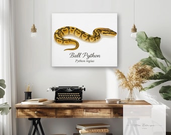 Ilustración científica en acuarela de la pitón bola (Python regius)