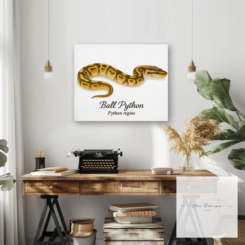 Kungspyton (Python regius) Akvarell Vetenskaplig Illustration Tryck – bild 1