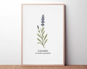 Lavender Botanical Print – Vintage Floral A4 Wall Art for Home Decor