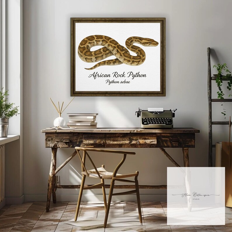 May include: A framed print of an African Rock Python, Python sebae, in brown and tan hues. The artwork shows the snake coiled on a white background, set within a dark brown frame. The print is displayed on a wooden desk.