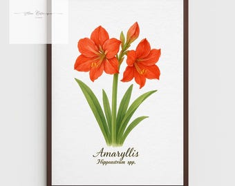 Amaryllis Botanical Print – Vintage Floral A4 Wall Art for Home Decor