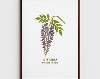Wisteria Botanical Print – Vintage Floral A4 Wall Art for Home Decor