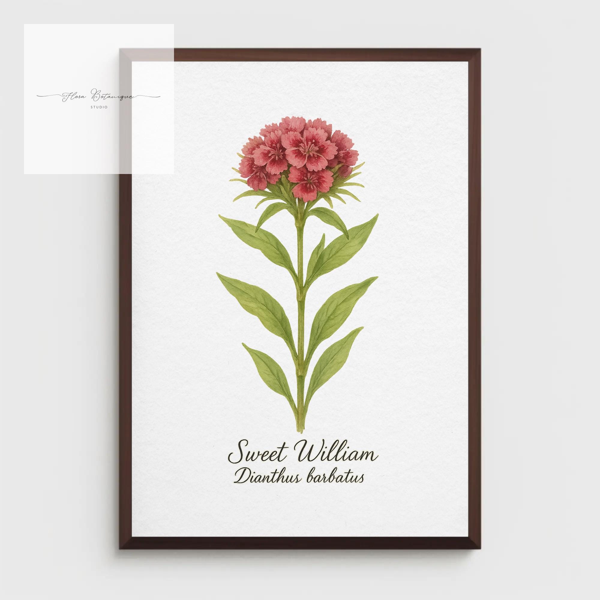 sweetwilliam ArteFrasco 唾奇、anpyo Sweet William Botanical Print – Vintage Floral A4 Wall Art for
