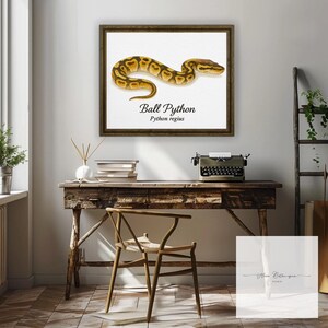 Kungspyton (Python regius) Akvarell Vetenskaplig Illustration Tryck – bild 2