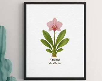 Orchid Botanical Print – Vintage Floral A4 Wall Art for Home Decor