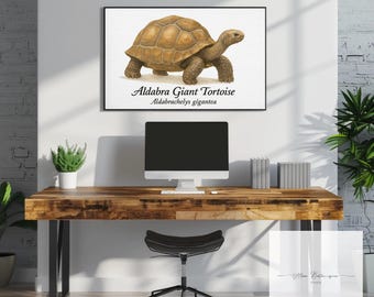 Aldabra Giant Tortoise (Aldabrachelys gigantea)