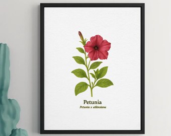 Petunia Botanical Print – Vintage Floral A4 Wall Art for Home Decor