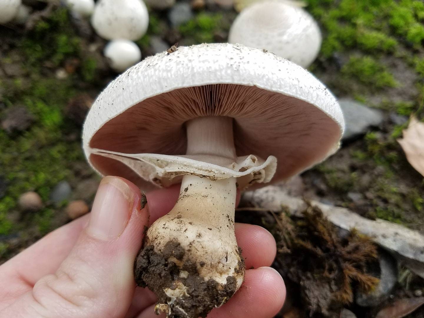 Mushroom Spore Print on Gold! | 8x10