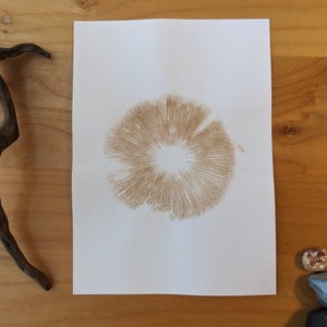 May include: A close-up of a brown mushroom spore print on white paper. The print is circular and has a radial pattern.