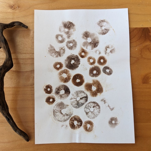 Mushroom Spore Print | 5x7" | Psilocybe allenii & Galerina marinara (funeral bells)  | Mycology