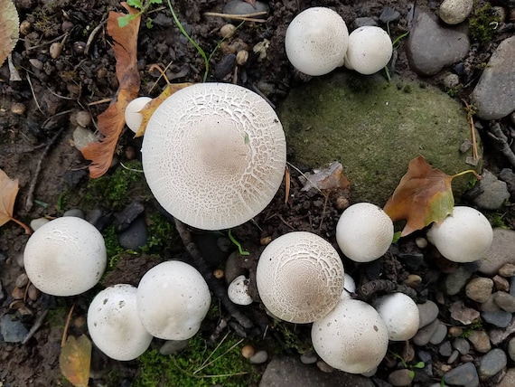 agaricus xanthodermus dogs