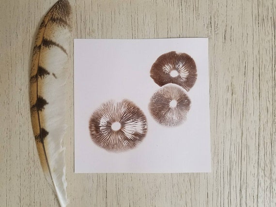 mushroom spore print mushroom spore print