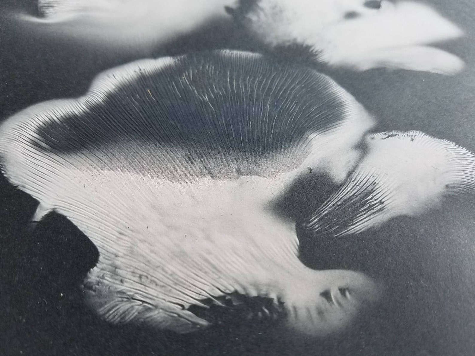 Oyster Spore Print / 8x10 / Oyster Mushrooms Pleurotus Etsy España