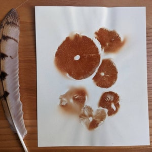 Mushroom Spore Print | 8x10&quot; | Rustgill | Gymnopilus | Minimalist Art for Your Cabinet of Curiosities