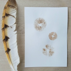 Mushroom Spore Print | 5X7&quot; | Snap, crackle, and pop | Minimalist Art for Your Cabinet of Curiosities