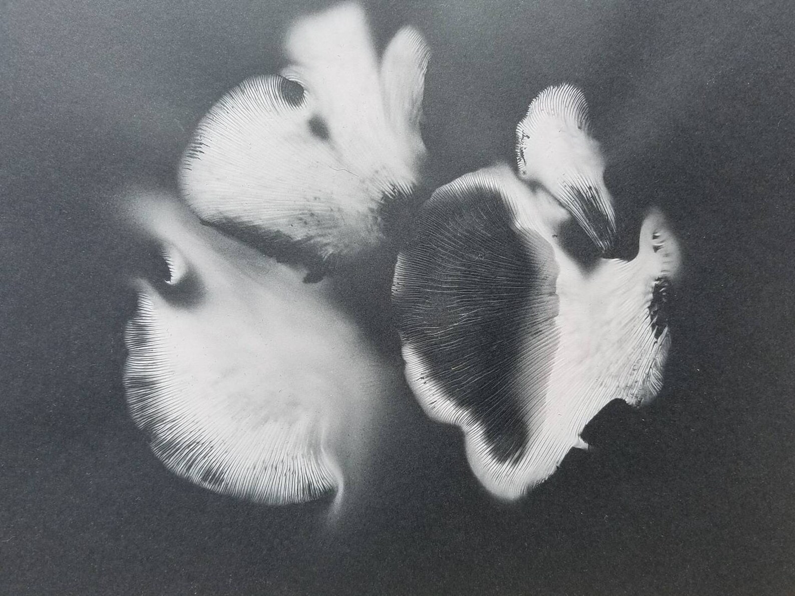 Oyster Spore Print / 8x10 / Oyster Mushrooms Pleurotus Etsy España