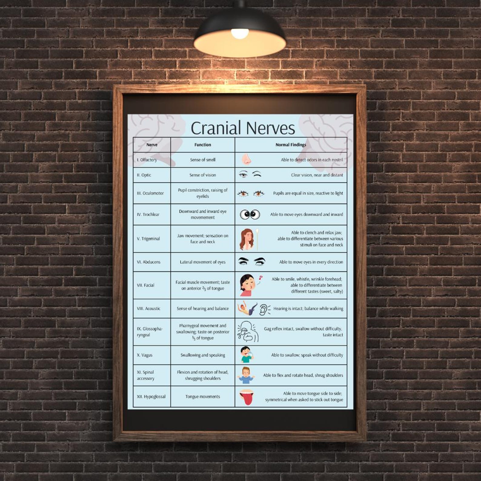 RN LPN Cranial Nerves Study Poster INSTANT Digital Download - Etsy