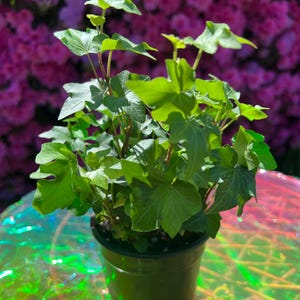 Engelse klimopplant – Hedera-helix | Onderhoudsvriendelijke kamerplant aan de grond | Luchtzuiverend | 4" pot