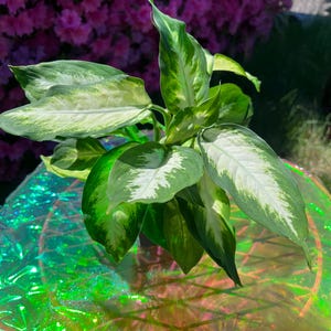 Dieffenbachia &#39;Camouflage&#39; – Unique Variegated Foliage | Easy-Care Tropical Houseplant | 4&quot; Pot