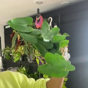 Heart Fern – Adiantum raddianum | Easy Indoor Plant with Lush Green Foliage | Live Houseplant for Low Light