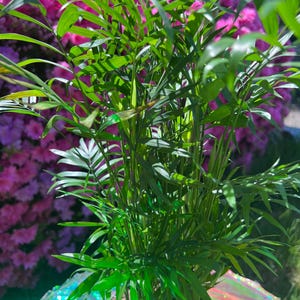 Neanthe Bella Palm – Live Chamaedorea Elegans | Easy-Care Indoor Houseplant | Pet-Friendly Air Purifier | 6&quot; Pot