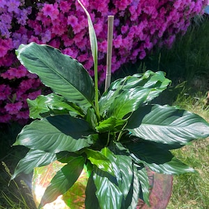 Peace Lily Pflanze – Lebende Spathiphyllum | Luftreinigende Zimmerpflanze | Pflegeleicht | Elegante weiße Blüten