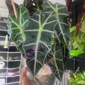 Kris Plant – Alocasia Sanderiana in 4” Pot | Unique Tropical Foliage | Rare Houseplant for Bright Indirect Light
