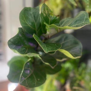 Figowiec lirolistny – Ficus Lyrata w doniczce 6” | Wysoka roślina doniczkowa o wyrazistych liściach | Popularna roślina doniczkowa do domu lub biura