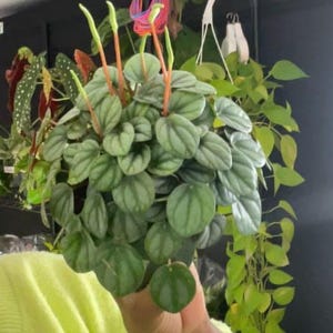 Emerald Ripple Peperomia – Live Indoor Plant | Easy Care Houseplant with Textured Leaves | 4” Pot