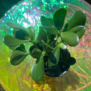 Jadeplant – Crassula ovata | Onderhoudsvriendelijke vetplant | Levende kamerplant voor binnen | 4" pot