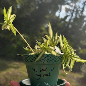May include: A small green painted flower pot with a saucer, holding a spider plant. The pot has a diamond pattern around the rim and the words "the soul of my soul" written on the front. The plant has green and white striped leaves.