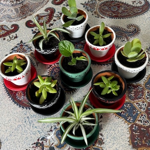 Könnte beinhalten: Eine Sammlung kleiner Sukkulenten und Pflanzen in Töpfen. Die Töpfe sind in verschiedenen Farben gehalten, darunter Weiß, Schwarz und Grün, und stehen auf roten und schwarzen Untertassen. Die Pflanzen haben grüne Blätter und sind auf einer gemusterten Oberfläche angeordnet.