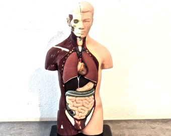 vintage medical man puzzle - 1970s-80s organ/medical anatomy diagram statue