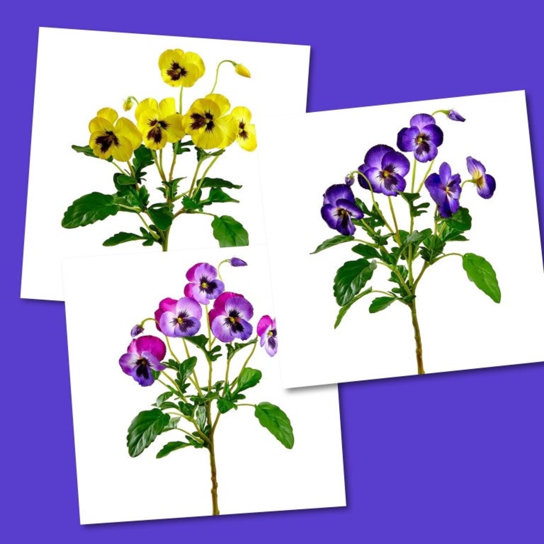 New 15 Tall Pansy Bunch, Spring Pansies, Easter Pansy, Yellow Pansies, Purple Pansies. Etsy