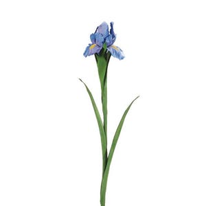 May include: A single blue iris flower with yellow accents, green stem, and leaves against a white background. The flower's petals are a vibrant blue with delicate yellow markings. The stem and leaves are a deep green.