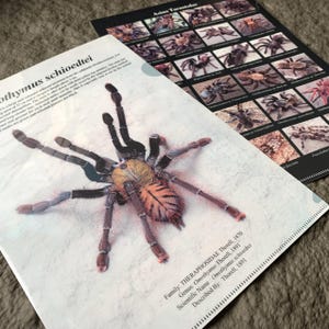 May include: Two educational posters. The first features a detailed illustration of an Omothymus schioedtei tarantula with scientific information. The second poster displays various Asian tarantula species. Both posters are on a neutral background.