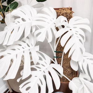 Monstera White Moon bunte seltene Live Starter Pflanze verwurzelte Stecklinge Aroid Zimmerpflanze drinnen