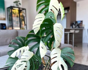 Monstera Halfmoon Albo House Plants Variegated Rare Tropical Starter Plant Rooted Cuttings