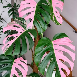 Monstera Pink Halbmond Seltene Lebendige Variegierte Starterpflanze Stecklinge Aroid Zimmerpflanze Tropische Innenpflanzen