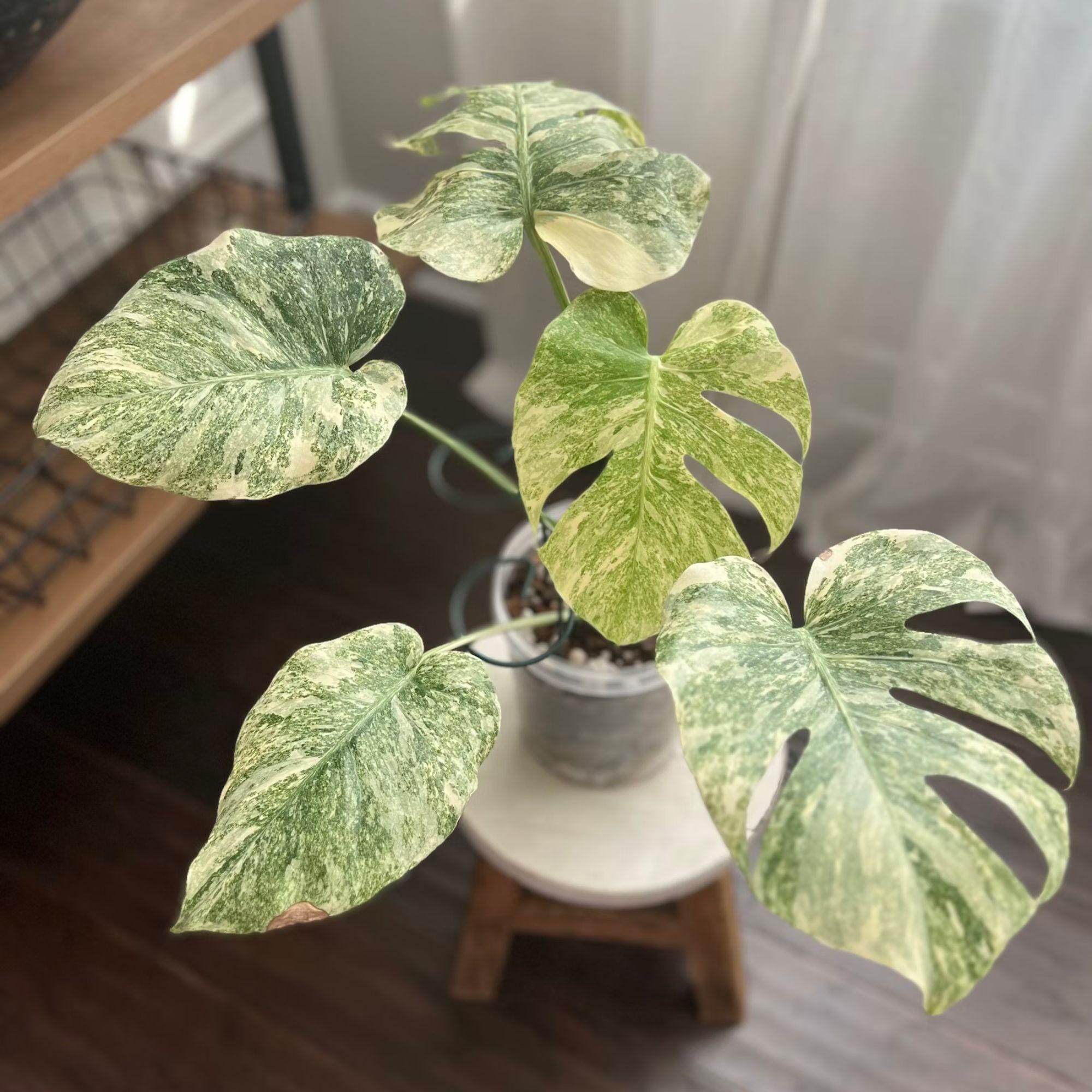 Monstera green snow - Etsy 日本