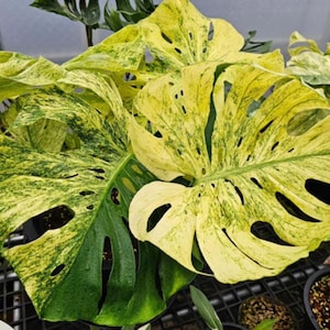 Monstera Siam Mint, talee di piante radicate, foglie e variegatura elevata