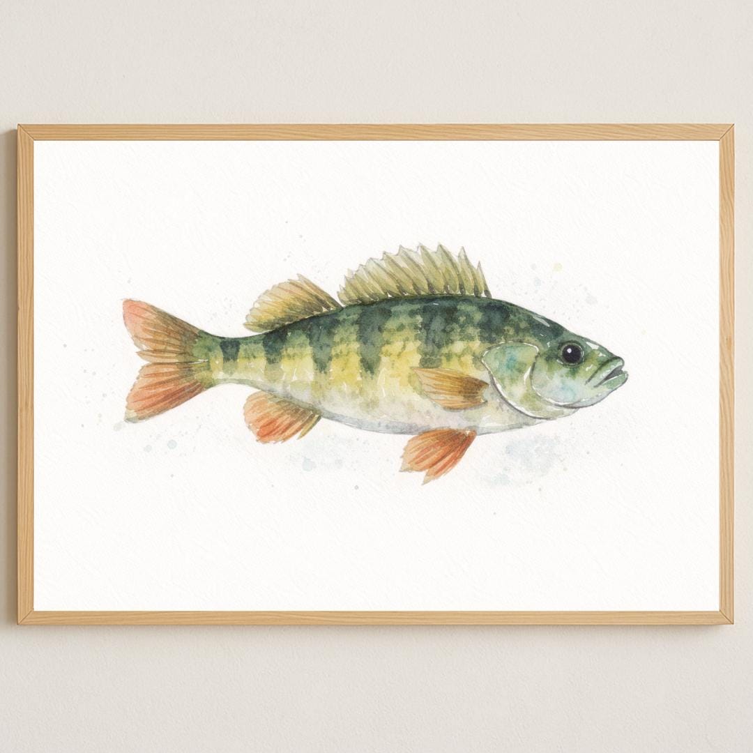 Yellow Perch Fish Wall Art Print, Watercolor Freshwater Fish ...