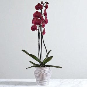 Könnte beinhalten: Eine Topf-Orchidee mit tief burgunderfarbenen Blüten und dunkelgrünen Blättern. Die Pflanze steht in einem weißen Topf mit wellenförmigem Streifendesign. Der Topf steht auf einer weißen Marmoroberfläche vor einem schlichten weißen Hintergrund.