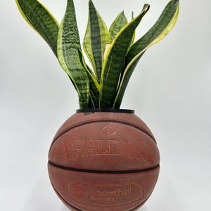 May include: A green and yellow snake plant growing in a brown basketball planter with the word "SPALDING" printed on the side. The basketball has the text "Basketball Australia" printed on it.