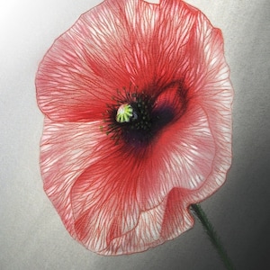 Lacy Oriental Poppy - Original Art - Pastel and charcoal drawing - Poppies, textured flowers
