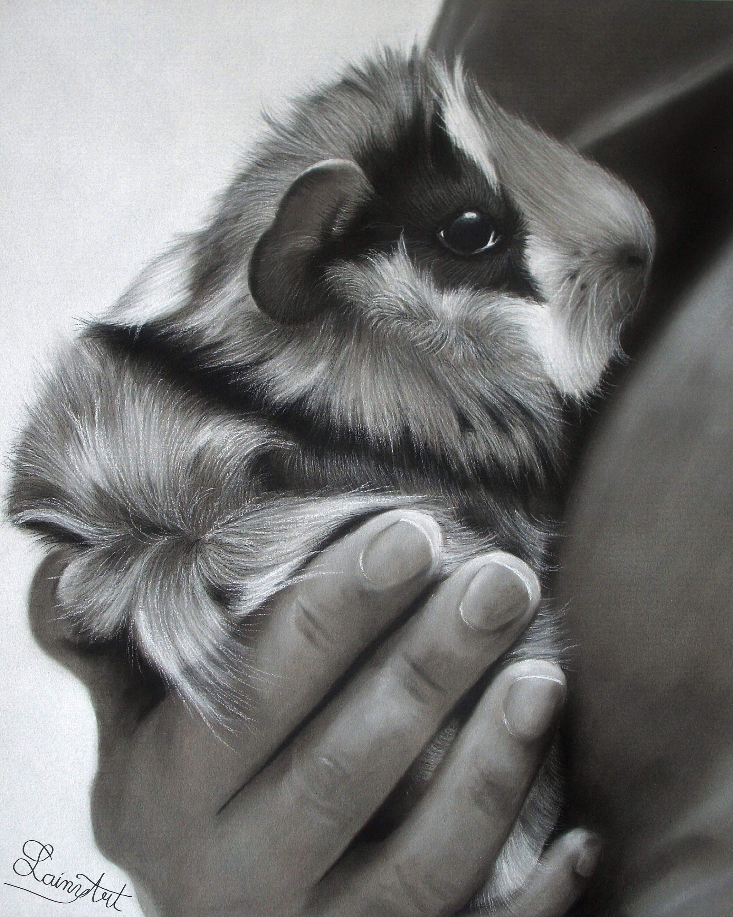 18+ Guinea Pig Drawing
