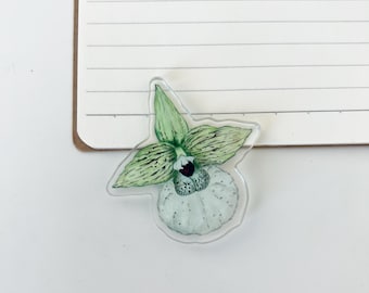 Rare Orchid Magnet: Hand-Painted Watercolor Art, Plant Lover Gift