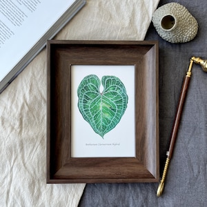 Anthurium Clarinervium Hybriden | Anthurium Fine Art Prints 13x18 cm Kunstdruck mit Holzrahmen