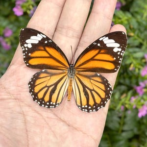 Real Butterfly Specimen,  Preserved Spread butterfly in Acrylic Display,  Holiday Nature Decor